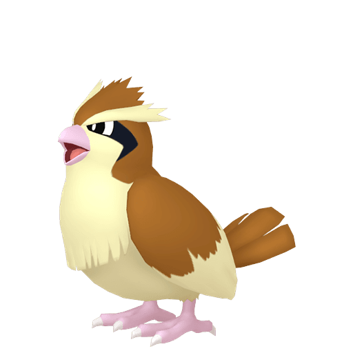 pidgey